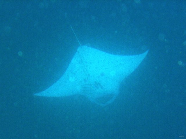117- Une raie manta 